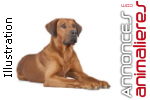 Chiots rhodesian ridgeback