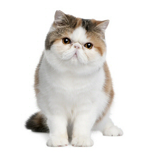 Chatons Et Chats Exotic Shorthair A Vendre Ou Pour Reproduction Saillie Page 1 Page 1